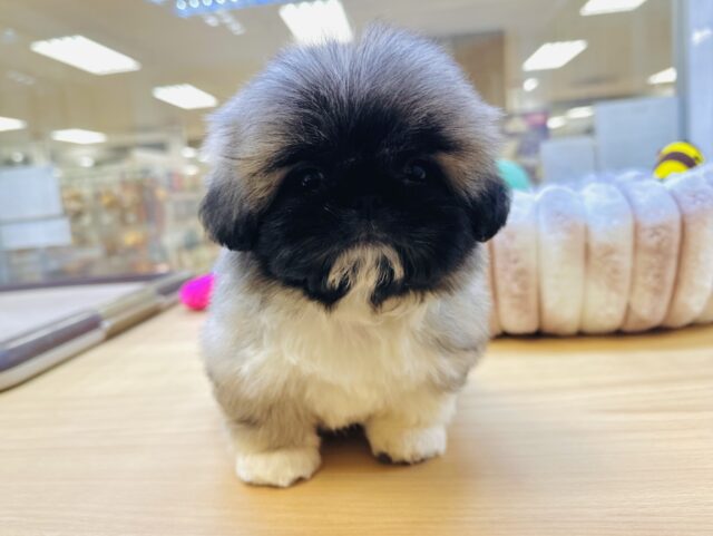 ペキニーズ