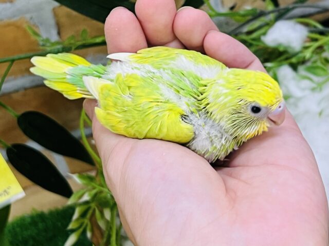 セキセイインコ