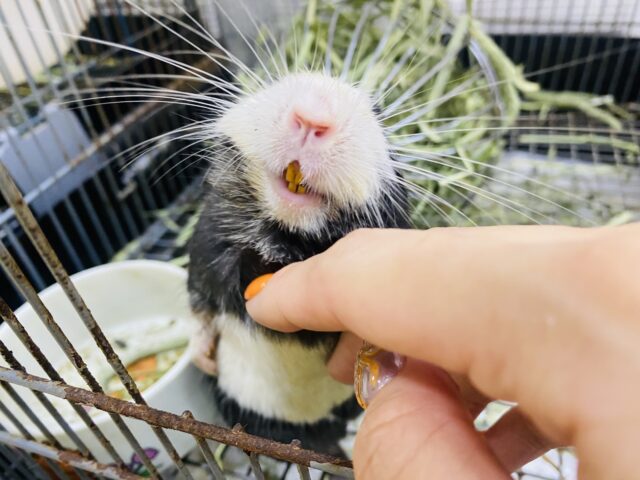 デグー