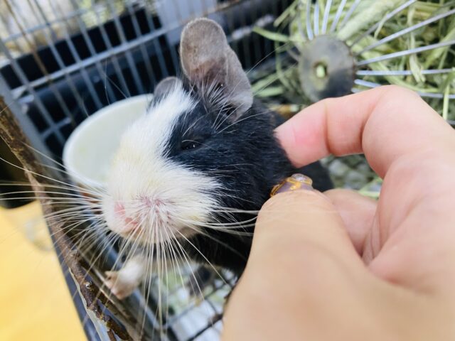 デグー