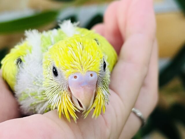 セキセイインコ