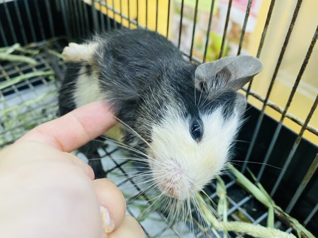 デグー