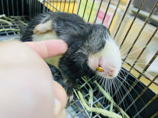 デグー