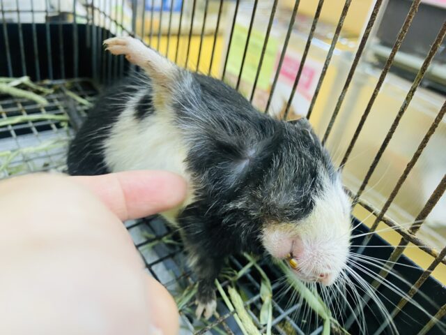 デグー