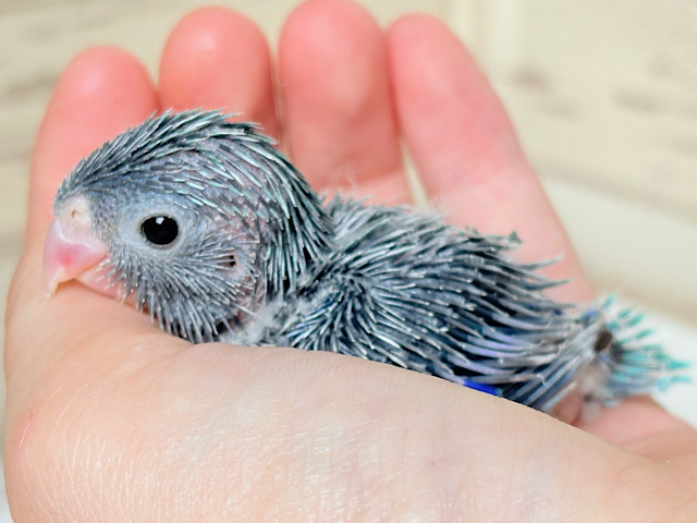 ミニミニっ子怪獣🦕.*･ﾟマメルリハ(ブルー)男の子 ヒナ