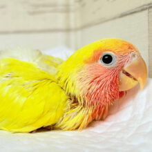 常夏トロピカル🍉🍊🍋コザクラインコ(ゴールデンチェリー) ヒナ