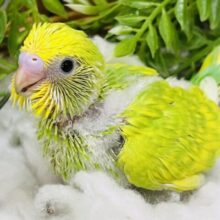 フレッシュな若葉ちゃん🔰セキセイインコ（グリーンスパングル）