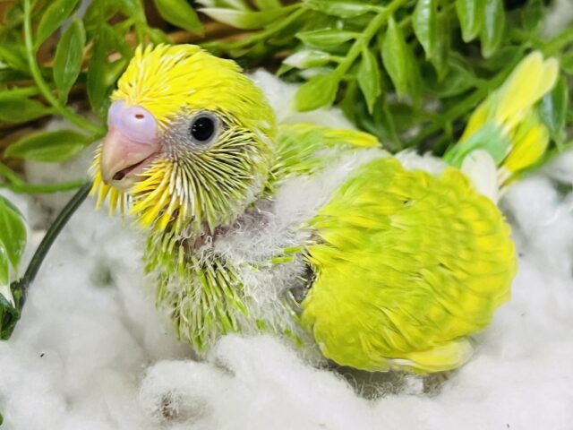 フレッシュな若葉ちゃん🔰セキセイインコ（グリーンスパングル）
