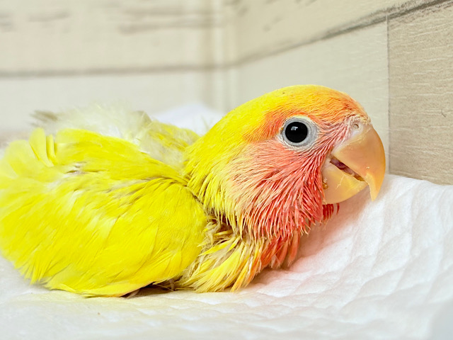 常夏トロピカル🍉🍊🍋コザクラインコ(ゴールデンチェリー) ヒナ