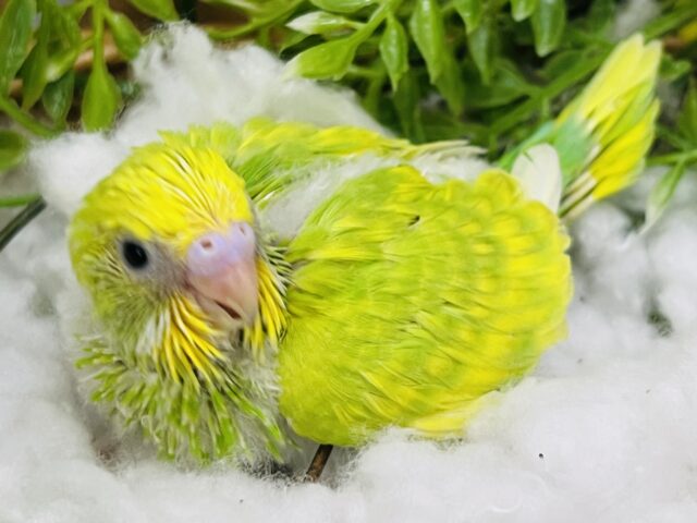 セキセイインコ