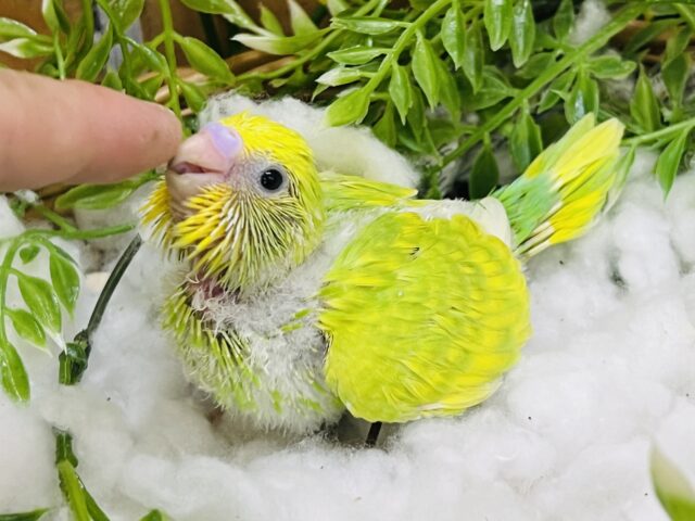 セキセイインコ