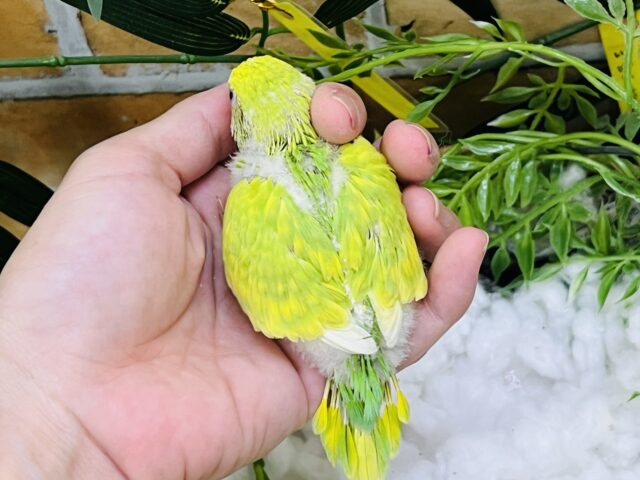 セキセイインコ