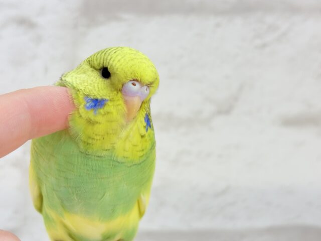 ジャンボセキセイインコ
