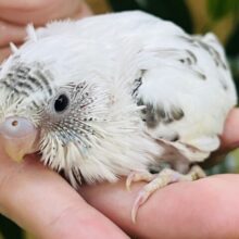 ぺたんこ系チョコミント？セキセイインコの白ハルクイン入舎です♡