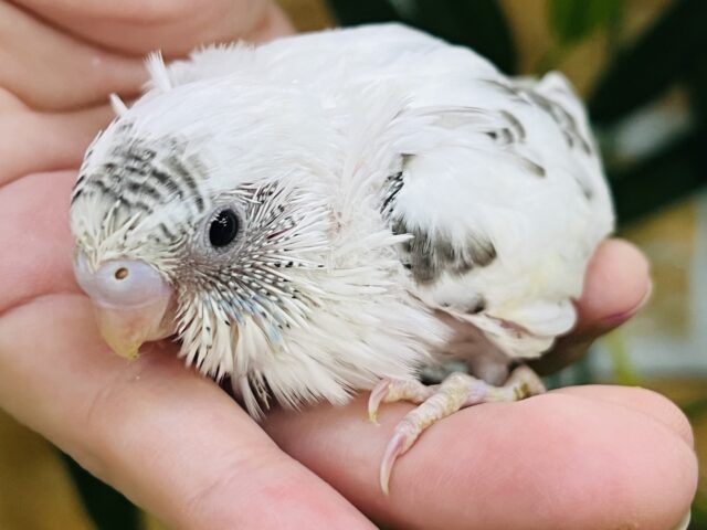 ぺたんこ系チョコミント？セキセイインコの白ハルクイン入舎です♡