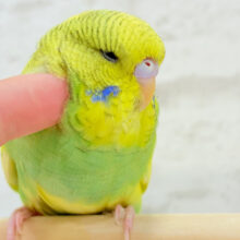 【最新画像更新🪄もうすくひとり餌‪☆】菜の花のお寿司みたい🍣🌼ジャンボセキセイインコ(スパングルパイド) ヒナ