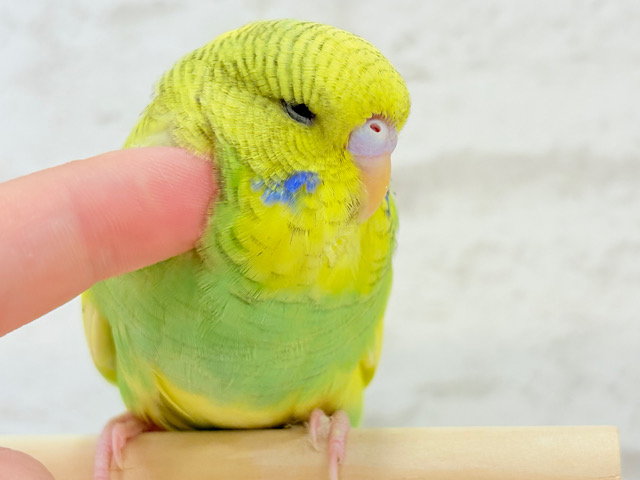 【最新画像更新🪄もうすくひとり餌‪☆】菜の花のお寿司みたい🍣🌼ジャンボセキセイインコ(スパングルパイド) ヒナ