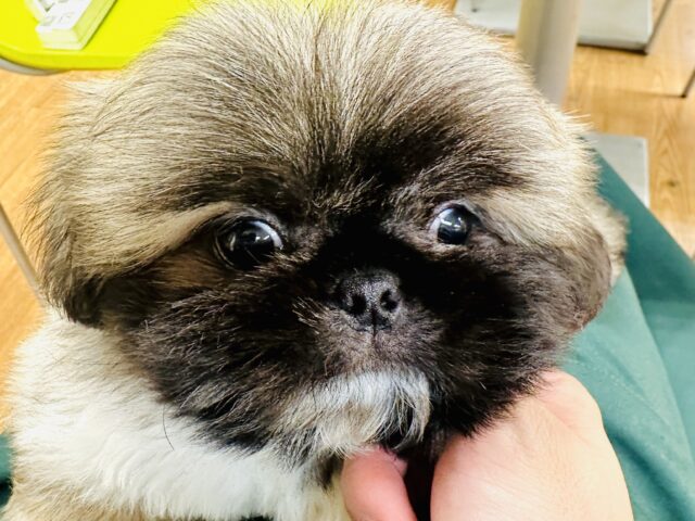 ペキニーズ
