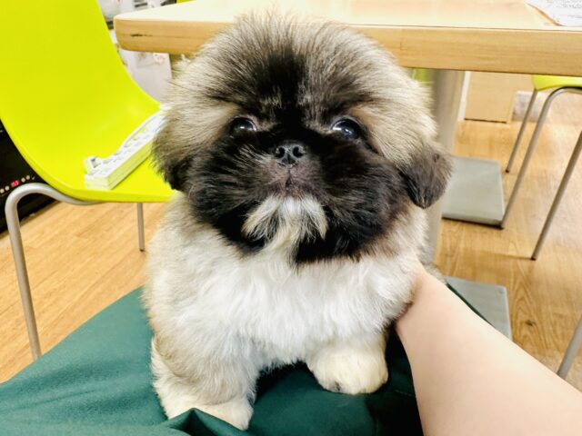 まっくろくろすけ🖤ペキニーズくん