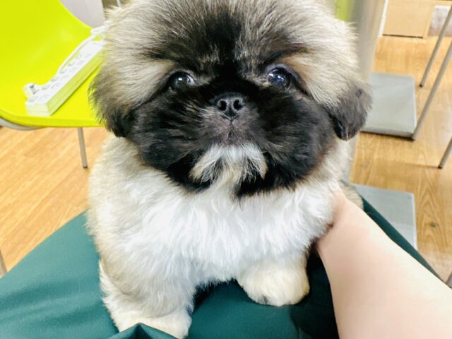 ペキニーズ