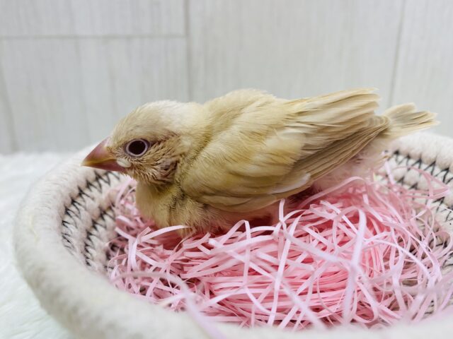 シナモン文鳥