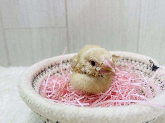 シナモン文鳥