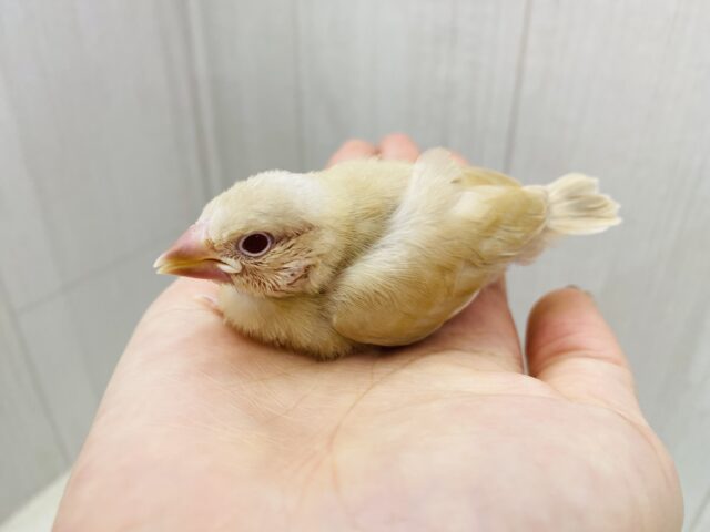 シナモン文鳥