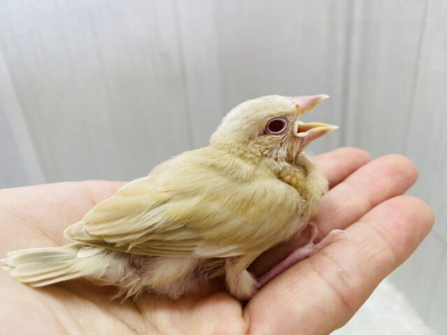 シナモン文鳥