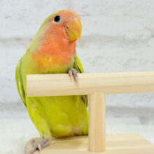 【最新画像更新🪄】ポっと色づく落ち着きカラー.*･ﾟコザクラインコ(シナモン) ヒナ