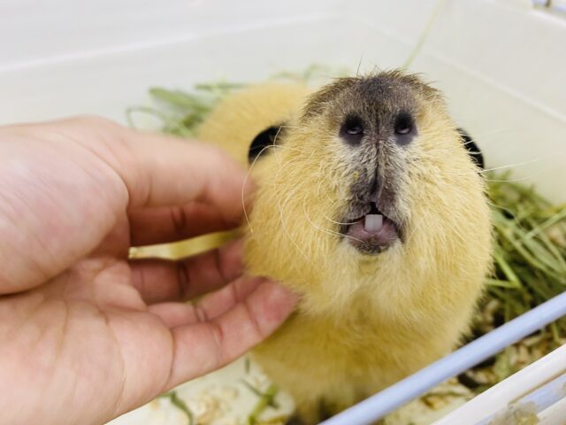 ロシアンテディ