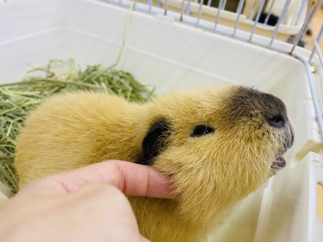 ロシアンテディ