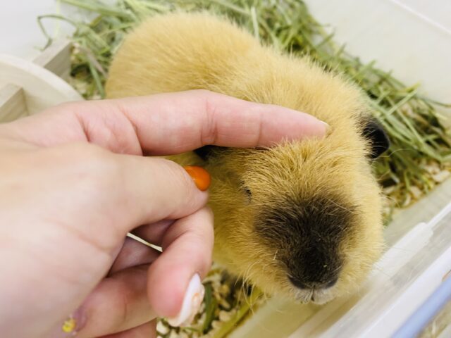 ロシアンテディ