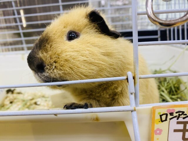ロシアンテディ