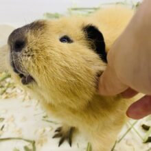最新画像・なでなで動画あります🌟とろ〜んと垂れたお耳とくせっ毛が可愛い子ッ💕ロシアンスモークテディモルモット