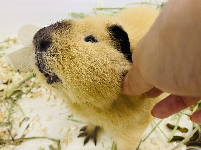 最新画像・なでなで動画あります🌟とろ〜んと垂れたお耳とくせっ毛が可愛い子ッ💕ロシアンスモークテディモルモット