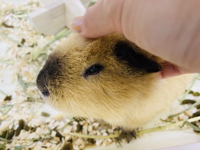 ロシアンテディ