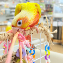 【最新画像・動画更新🪄もうすぐひとり餌‪☆】ちょっと早めのトロピカル🍉🍊🍋ウロコインコ(サンチーク) ヒナ
