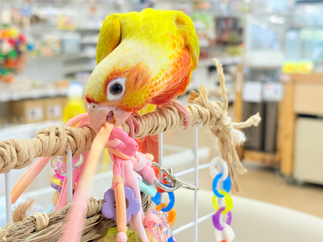 【最新画像・動画更新🪄もうすぐひとり餌‪☆】ちょっと早めのトロピカル🍉🍊🍋ウロコインコ(サンチーク) ヒナ