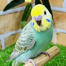 またまだ赤ちゃん？グリーンが濃いよ☆セキセイインコ（レインボースパングル）