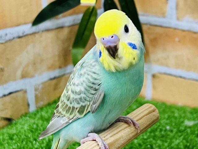 またまだ赤ちゃん？グリーンが濃いよ☆セキセイインコ（レインボースパングル）