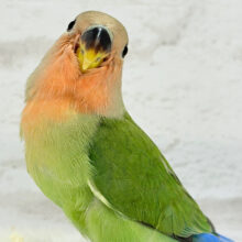【最新画像更新🪄】ヒナヒナ🐣くりくりおめめのトリコです💖コザクラインコ(ノーマル) ヒナ
