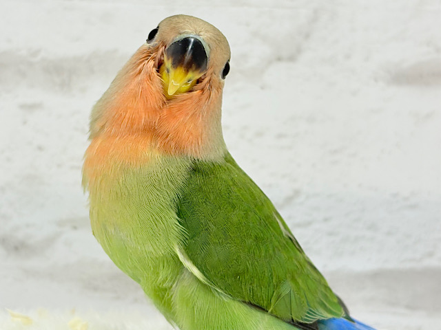 小桜インコ様、専用のpost 最新画像更新🪄】ヒナヒナ🐣くりくりおめめのトリコです