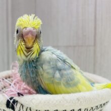 アピール合戦は負けません🔥💪セキセイインコのパステルレインボーパイド🌟
