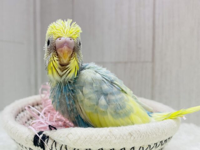 アピール合戦は負けません🔥💪セキセイインコのパステルレインボーパイド🌟