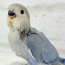 【最新画像更新🪄】きらきらおめめに映る世界はどんなだろ🌍🫧コザクラインコ(バイオレット) ヒナ