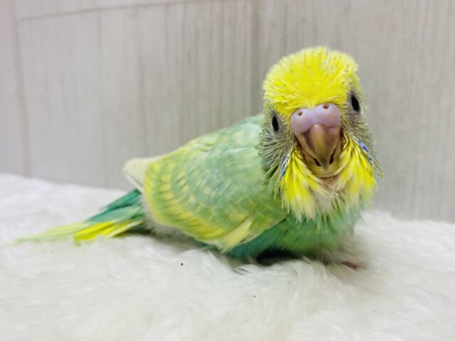 メロメロになっちゃうメロンカラー🍈🫧セキセイインコ(パステルカラーレインボー)✨
