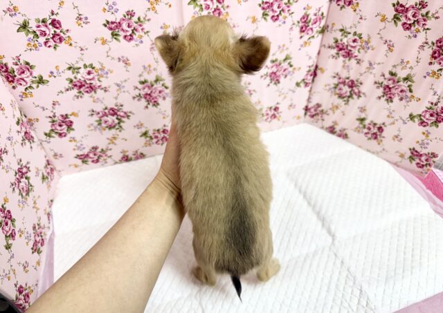 チワワ