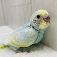 儚いほわほわレインボー🫧🤍ちょっぴり恥ずかしがり屋さんなセキセイインコ(パステルレインボー)🌟