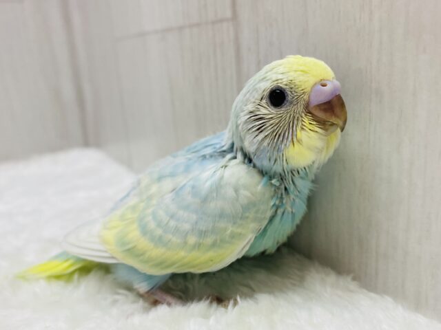 儚いほわほわレインボー🫧🤍ちょっぴり恥ずかしがり屋さんなセキセイインコ(パステルレインボー)🌟