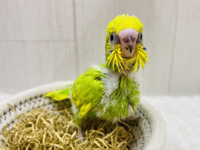 シャキッと元気いっぱいです🌟セキセイインコスパングル‼️